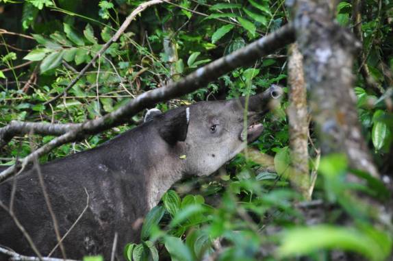 Encontro com uma anta logo na chegada ao Parque Nacional Corcovado, na Península de Osa, no sul da Costa Rica